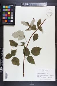 Rubus occidentalis image