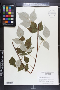 Rubus occidentalis image