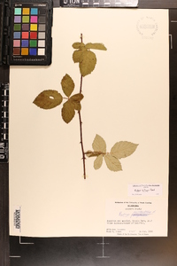 Rubus occidentalis image