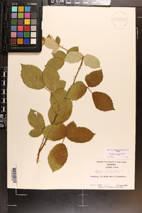 Rubus occidentalis image