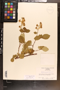 Rubus occidentalis image