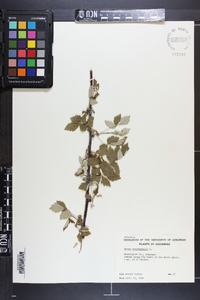 Rubus occidentalis image