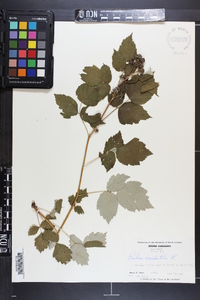 Rubus occidentalis image