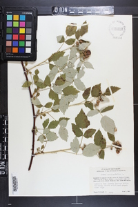 Rubus occidentalis image