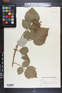 Rubus phoenicolasius image