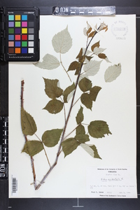 Rubus occidentalis image