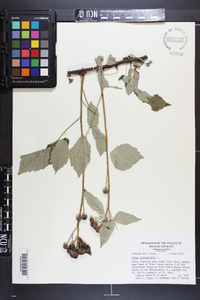 Rubus occidentalis image