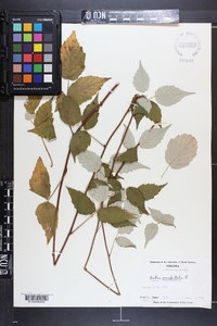 Rubus occidentalis image