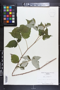 Rubus occidentalis image