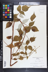 Rubus occidentalis image