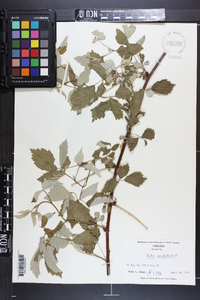 Rubus occidentalis image