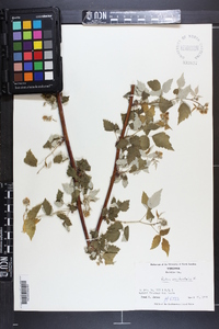 Rubus occidentalis image