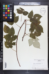 Rubus occidentalis image