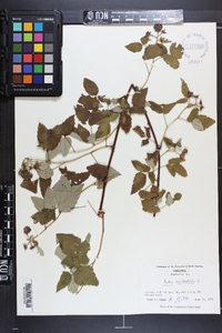 Rubus occidentalis image