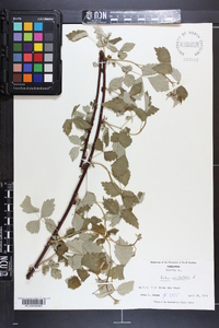 Rubus occidentalis image