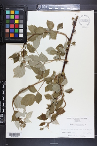 Rubus occidentalis image