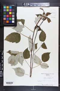 Rubus occidentalis image