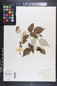 Rubus occidentalis image