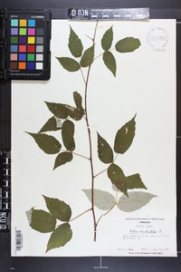 Rubus occidentalis image