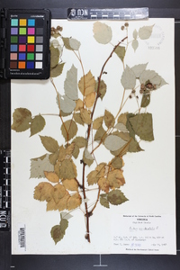 Rubus occidentalis image