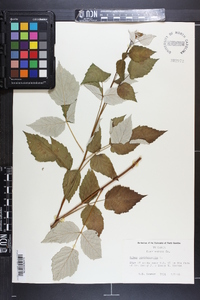 Rubus occidentalis image