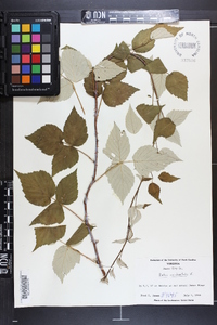 Rubus occidentalis image