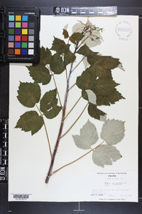 Rubus occidentalis image