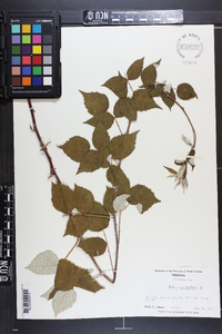 Rubus occidentalis image