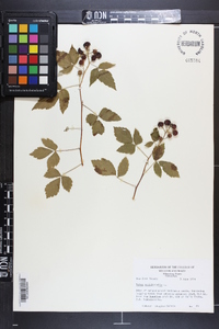 Rubus occidentalis image