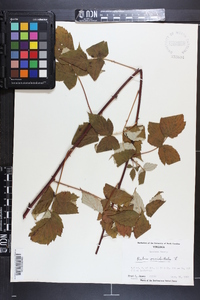 Rubus occidentalis image