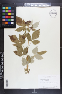 Rubus occidentalis image