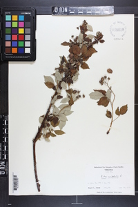 Rubus occidentalis image