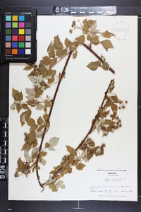 Rubus occidentalis image