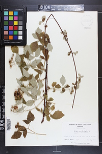 Rubus occidentalis image