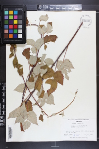 Rubus occidentalis image