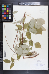 Rubus occidentalis image