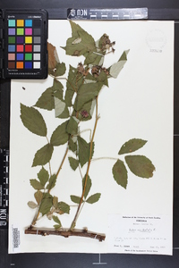 Rubus occidentalis image