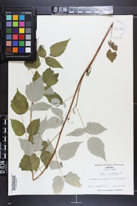 Rubus occidentalis image