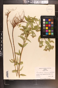 Pycnanthemum flexuosum image