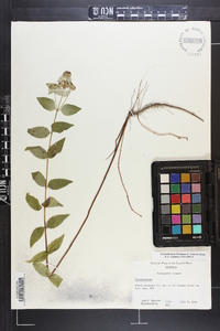 Pycnanthemum floridanum image