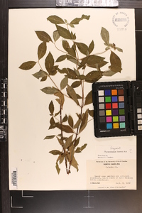 Pycnanthemum loomisii image