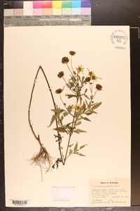 Bidens aristosa image