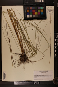 Aristida palustris image