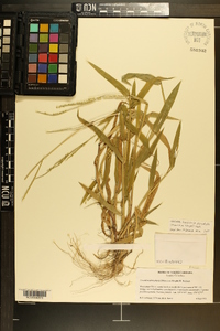 Urochloa platyphylla image