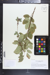 Lespedeza bicolor image