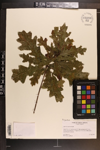 Quercus austrina image