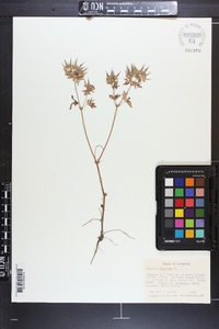 Geranium dissectum image