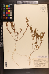 Acalypha gracilens var. monococca image