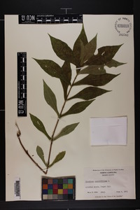 Triosteum angustifolium image