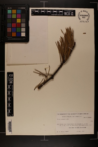 Pinus pungens image